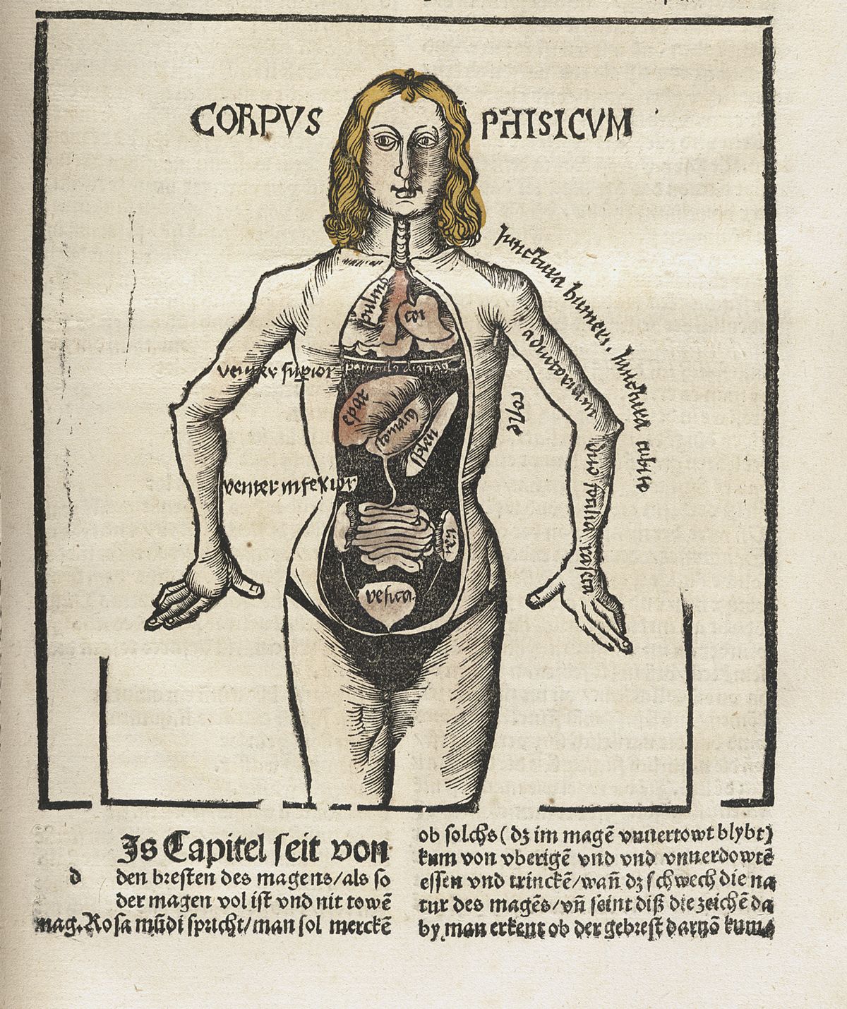 Anatomical woodcut from Hieronymus Brunschwig's Liber de Arte Distillandi, 1500, showing a female figure with exposed internal organs labeled Corpus Patisicum